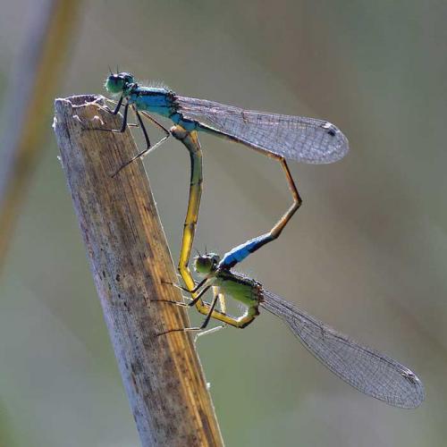 Ischnura elegans