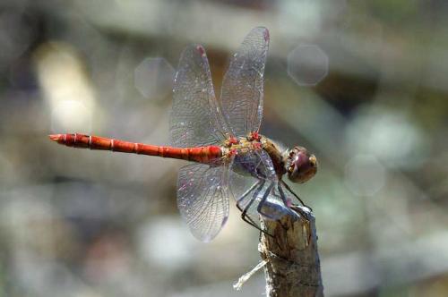 Sympetrum striolatum