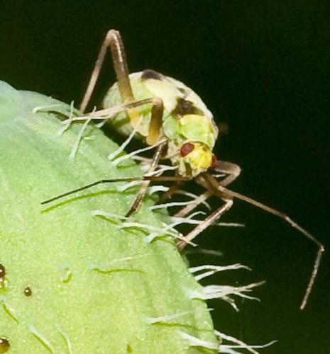 Réf. 109 498 : Calocoris alpestris