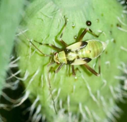 Réf. 109 499 : Calocoris alpestris