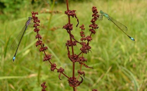 Ischnura elegans