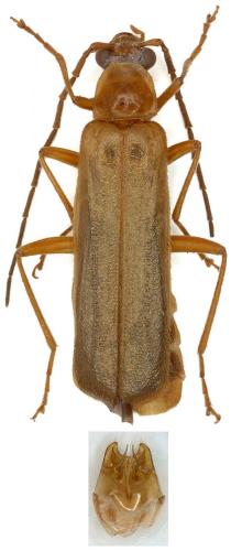 Réf. 109 561 : Rhagonycha translucida