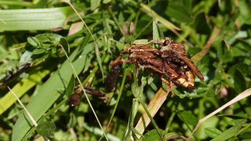 Réf. 109 557 : Asilus crabroniformis
