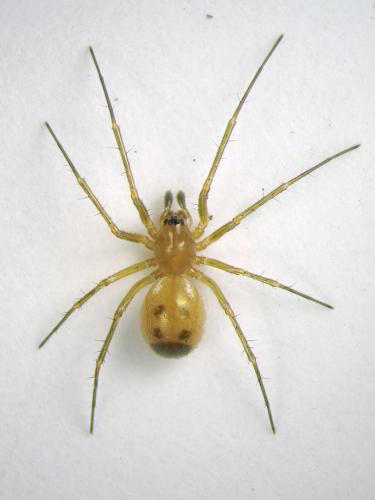 Linyphia hortensis