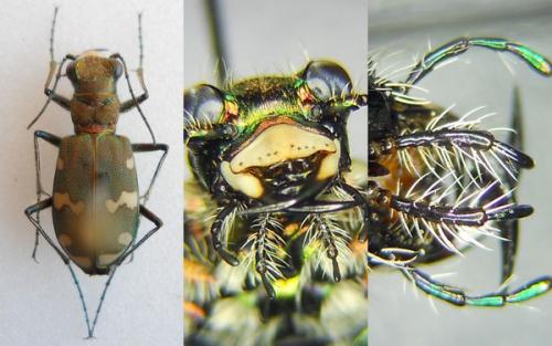 Réf. 109 418 : Cicindela sylvicola