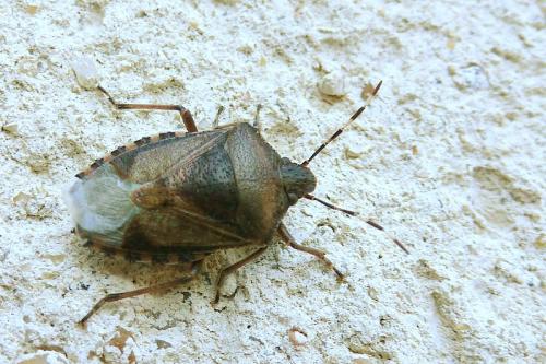 Rhaphigaster nebulosa
