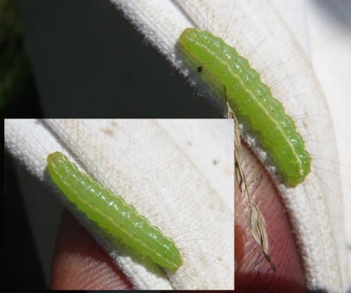Réf. 109 404 : Craniophora ligustri