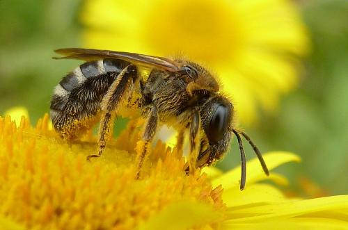Réf. 109 645 : Lasioglossum sp.