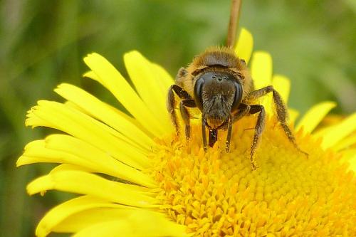 Réf. 109 646 : Lasioglossum sp.