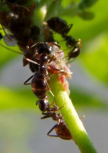 Lasius fuliginosus
