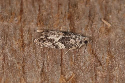 Réf. 109 120 : Epinotia sp.