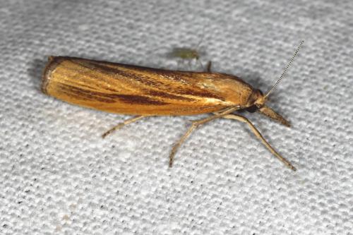 Réf. 109 160 : Agriphila tristella