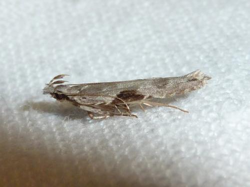 Réf. 109 940 : Hypatima rhomboidella