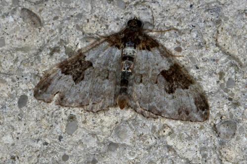 Xanthorhoe fluctuata