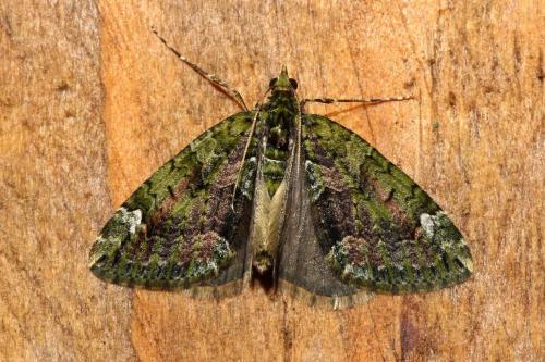 Chloroclysta siterata