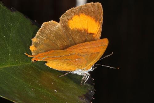 Thecla betulae