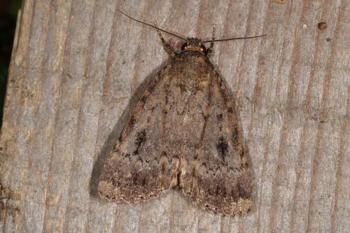 Amphipyra pyramidea