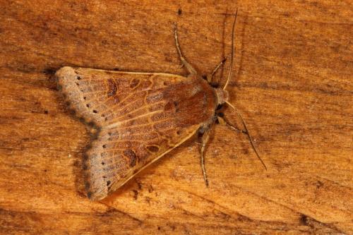 Réf. 109 445 : Agrochola lunosa