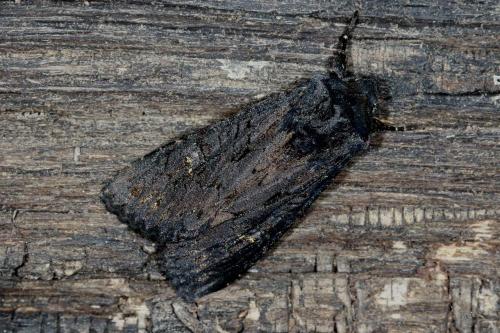 Aporophyla nigra
