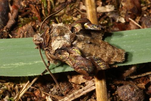 Allophyes oxyacanthae