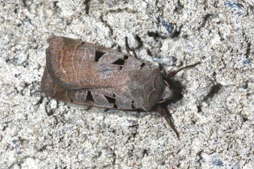 Réf. 109 352 : Eugnorisma glareosa