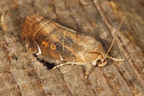 Réf. 109 039 : Cosmia affinis