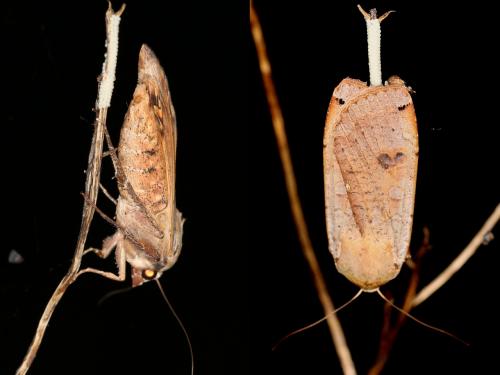 Noctua pronuba