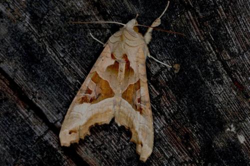 Phlogophora meticulosa