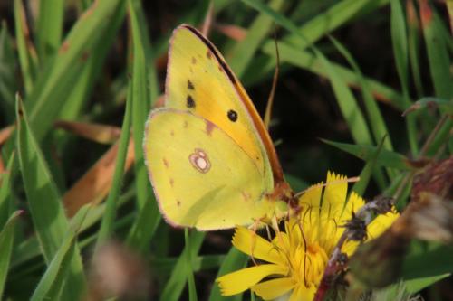 Réf. 109 644 : Colias croceus