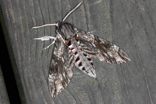 Réf. 109 435 : Agrius convolvuli
