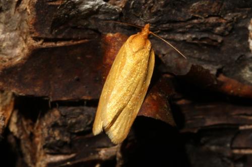 Aphelia paleana