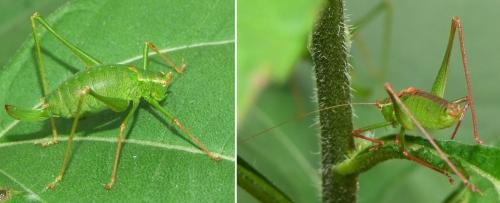 Leptophyes punctatissima