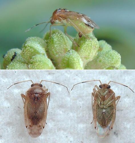 Réf. 109 069 : Pinalitus cervinus