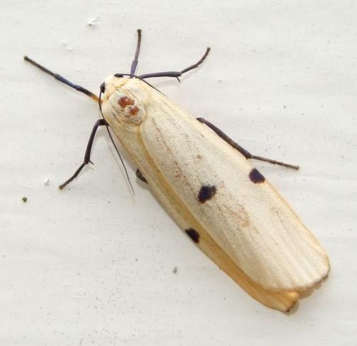 Lithosia quadra