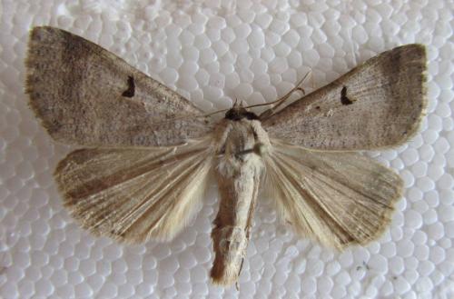 Lygephila lusoria