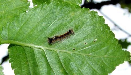 Lymantria dispar
