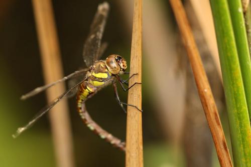 Aeshna mixta