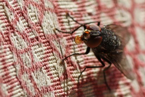 Synthesiomyia nudiseta