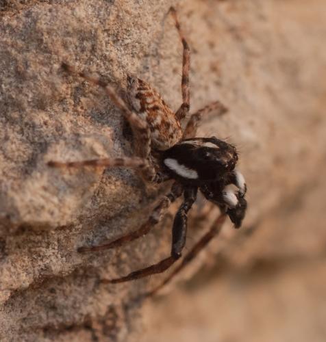Menemerus semilimbatus
