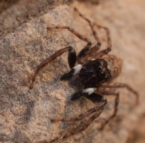 Menemerus semilimbatus