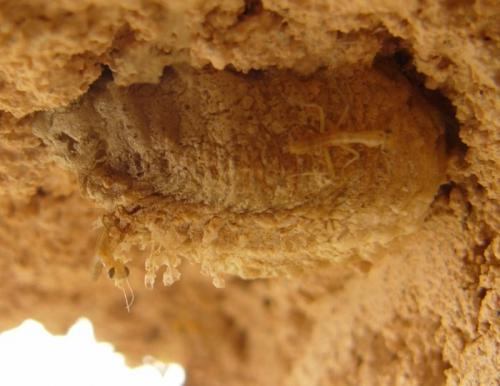 Mantis religiosa