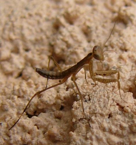 Mantis religiosa