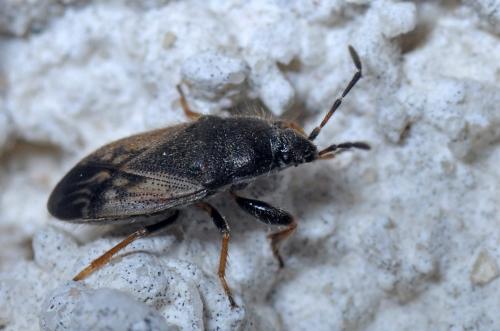 Megalonotus sp.