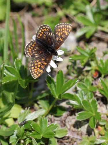 Melitaea asteria