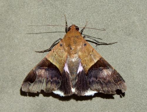 Réf. 109 903 : Melipotis fasciolaris
