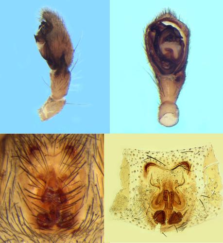 Réf. 109 526 : Civizelotes medianus