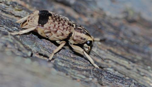 Réf. 109 240 : Habrissus sp.