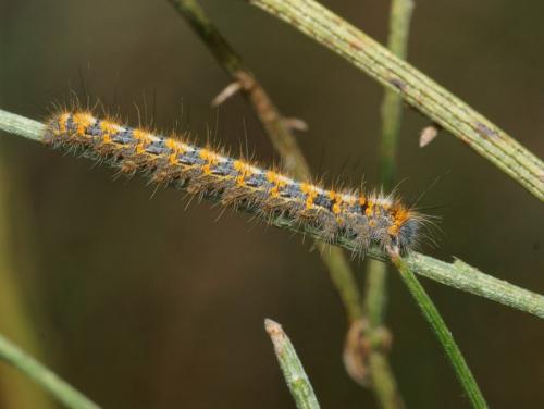 Lasiocampa quercus