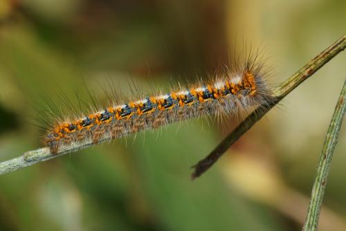 Lasiocampa quercus