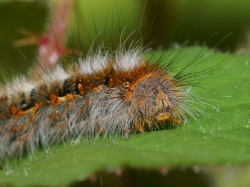 Lasiocampa quercus